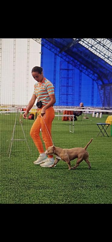 Продажа собак: Американский булли, 2 месяца, Самец — 8