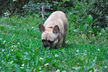 Вязка собак: Французский бульдог для вязки. Выставочный мальчик, привозной, даёт — 13