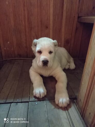 серверы нет: Продам щенка Алабая чистокровный красавец возраст 2 с половиной месяца