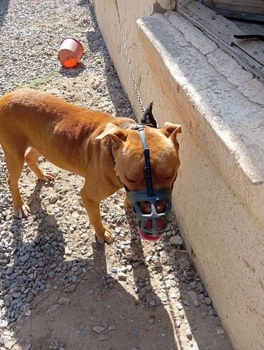 pitbul balasi: Pitbul, 1 il, Erkek, Peyvəndli, Ödənişli çatdırılma, Ünvandan götürmə