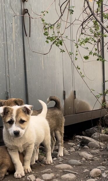 Собаки: Пристраиваем 4х щенков более 2_х месяцев, надеемся что у каждого щенка