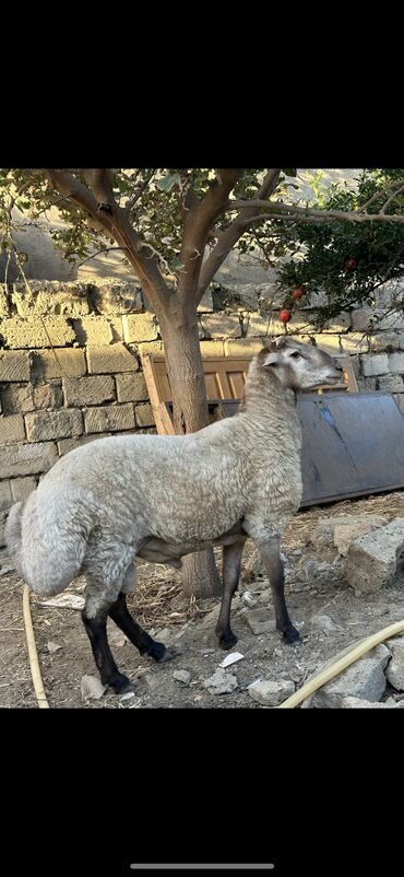 qoyun satsi: Erkək, il: 1, Damazlıq, Ünvandan götürmə