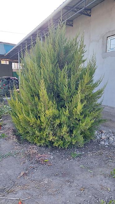 саженцы колоновидные: Можжевельник декоративный (вероятно, Juniperus sabina/virginiana — 2