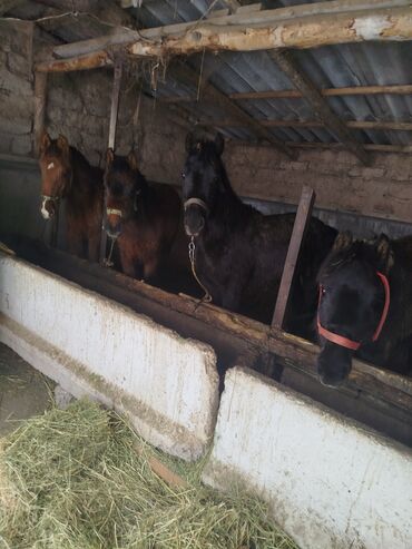 Лошади, кони: Продаю | Жеребенок | Для разведения — 2