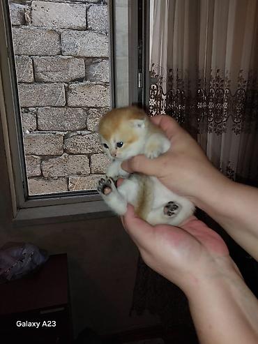 ragdoll pisik: Siam — 4