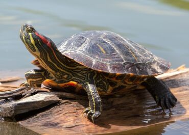 Красноухие черепахи – это водные, всеядные питомцы, известные красивым