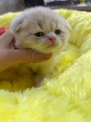 Pişiklər: Şotland — 9