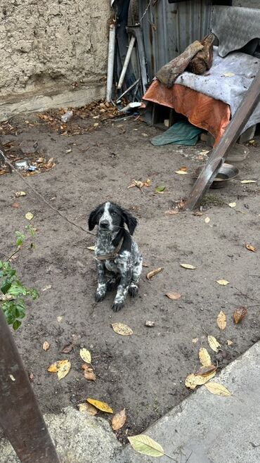 собака бордер колли: Щенок охотничьего типа, окрас крапчатый (черно-белый), длинные уши