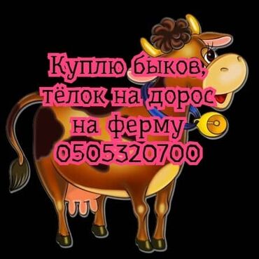 А/ч жаныбарларын сатып алам: Сатып алам | Уйлар, букалар, Жылкылар, аттар | Бордоп семиртүү үчүн, Борго байлап семиртилген, Өзү алып кетүү