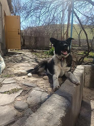 Продажа собак: Колли, 7 месяцев, Самец — 22