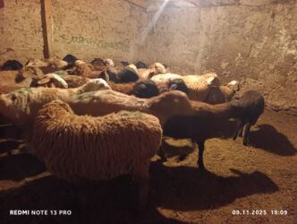 объявления о найденных собаках: Жалпы саны 44 баш ургаачы козулар сатылат