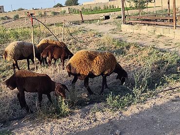 qala cinsi qoyun satilir: Dişi, Qala, il: 1, Damazlıq, Ünvandan götürmə — 6