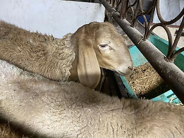 Продам с/х животных: Продаю | Овца (самка), Ягненок, Баран (самец) | Гиссарская, Арашан | На забой, Для разведения, Для шерсти — 4