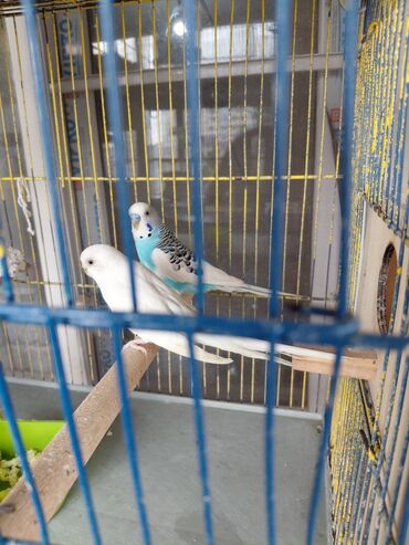 Geyimlər: Saqlam quslardi,bir balaana ata qefes birlikde