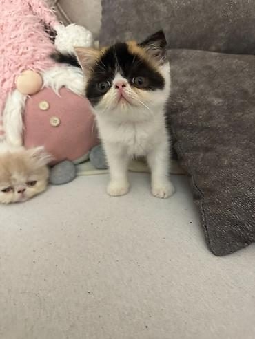 Mačke: Na prodaju mačići persijske egzotične (Exotic Shorthair) rase. Vrlo — 3