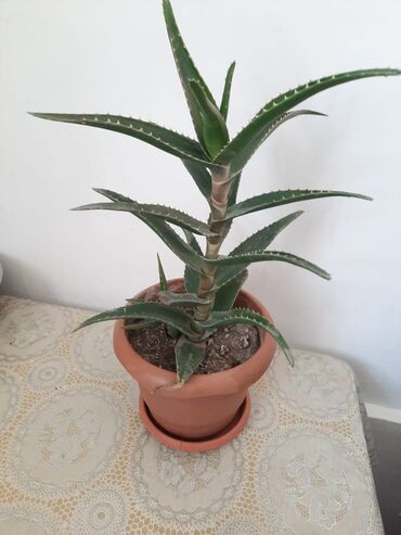 dibçək gülləri: Aloe gülü
yeni dibçək qab birgə satılır