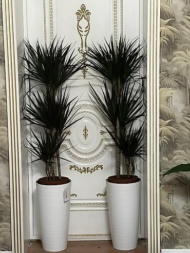 Комнатные растения: 🌿 Продаётся Dracaena Marginata (драцена) 🌿 Высота: 150 см Цена: 4000 — 2