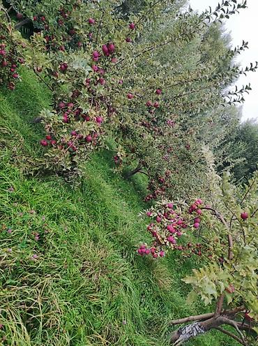 Продажа участков: 27500 соток at lalafo.kg — 6 Продажа участков: 27500 соток — 6