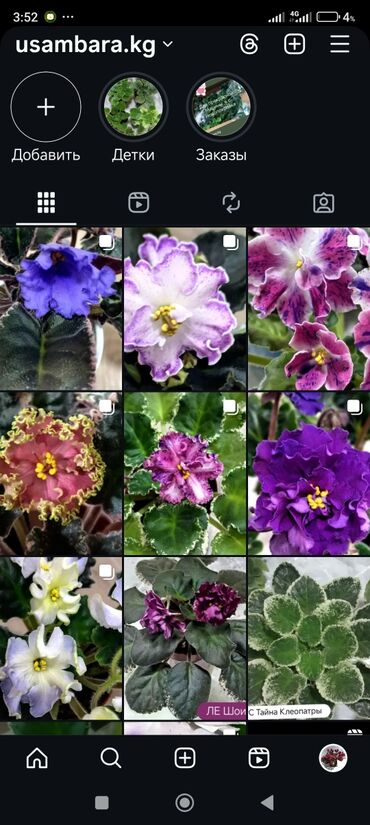 Фиалки и глоксинии: В продаже детки,пасынки сортовых мини и полумини фиалок 🌺🌿🌺 at lalafo.kg — 18 Фиалки и глоксинии: В продаже детки,пасынки сортовых мини и полумини фиалок 🌺🌿🌺 — 18