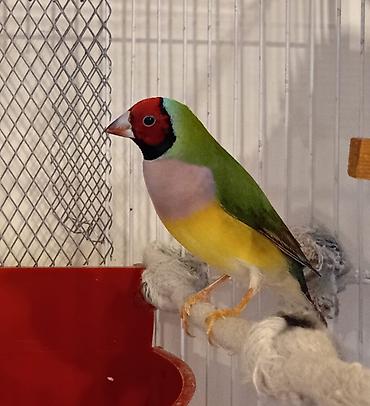 dekorativ quşlar: Məhsul: Gouldian ispinozu (rəngarəng finç) Təsvir: - Nadir və — 2