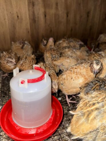 бенгальская кошка домашняя: СРОЧНО ПРОДАМ ПЕРЕПЕЛОК