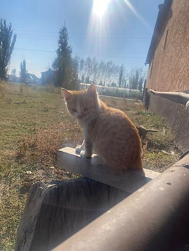 белые котята: Сиамская, 3 месяца, Мальчик — 5