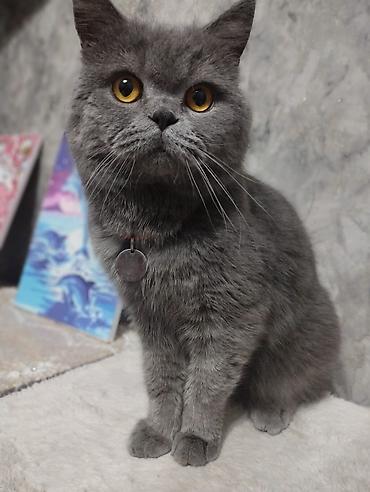 Кошки: Вязка: Скотиш Страйт (Шотландская прямоухая), Мальчик, 3 года, Голубой — 3