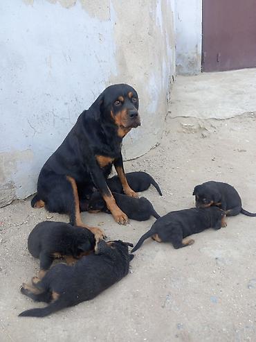 qurdbasar satisi: Rotveyler, 2 ay, Erkək, Sənədli, Ünvandan götürmə — 5
