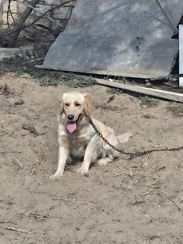 golden retriever golden: Retriever — 4