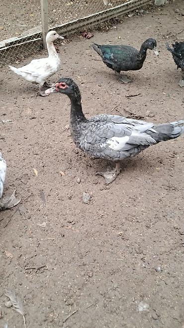 pitbul satışı: Erkək, | Lal ördək, Damazlıq — 2
