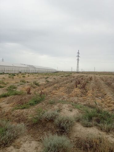 zabratda torpag: 135 sot, Kənd təsərrüfatı, Mülkiyyətçi, Kupça (Çıxarış)