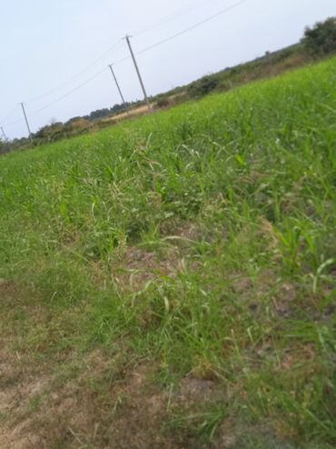 Torpaq sahələrinin satışı: 36 sot, Kənd təsərrüfatı, Kupça (Çıxarış) — 17