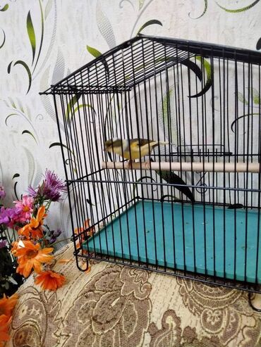 Bülbüllər: Salam. Bulbul satilir. 10 ayliqdi. Fevral ayinin qusudu. Oz qusumun -da lalafo.az — 6 Bülbüllər: Salam. Bulbul satilir. 10 ayliqdi. Fevral ayinin qusudu. Oz qusumun — 6