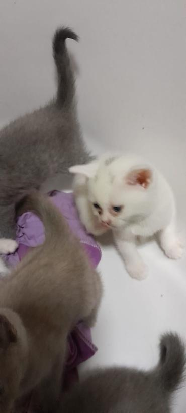 Pişiklər: Erkək, Dişi, Yaxşı əllərə, Ünvandan götürmə, Ödənişli çatdırılma, Rayonlara çatdırılma — 9