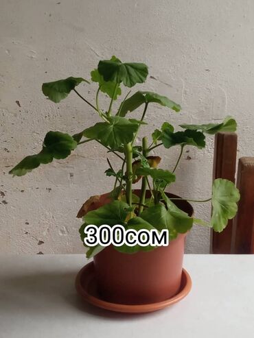 голландская картошка семена купить: Срочно продаётся