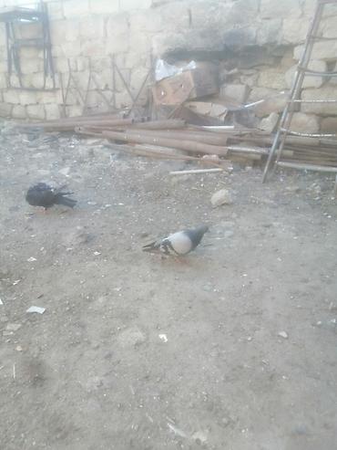 ucan: 19 tük xırdaleley əfqanka ərkey 30 manat uçuşun bilmirəm. Göykəmər — 3