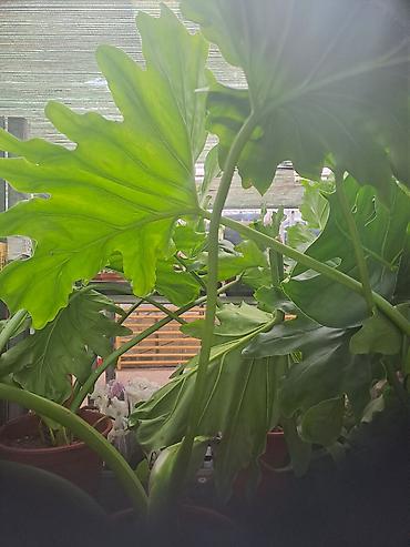 Ostale kućne biljke: Yucca, Drvo Zivota, 140 centimetara visina, dva stabla iz saksije sa — 17