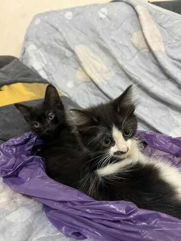 золотая шиншилла котенок: В добрые руки