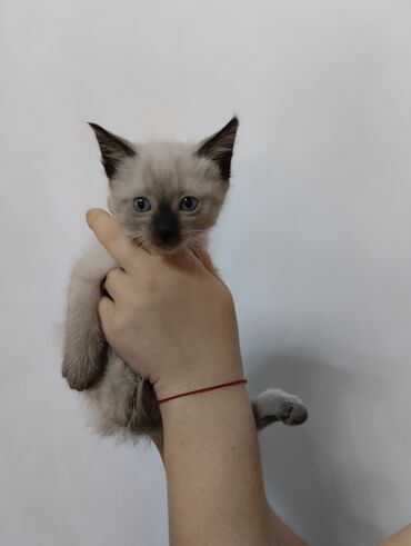 вислоухие коты серые: Отдаем котят в добрые руки. два мальчика. Им по полтора месяца. Кушают