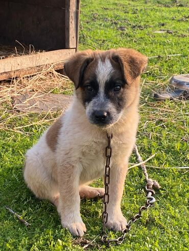 İtlər: Alabay, 1 ay, Erkek, Cütləşmə üçün, Ünvandan götürmə — 13