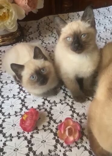 купить котенка бесплатно: Siam