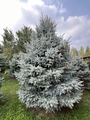 каркасные бассейны б у: Ель колючая голубая (Picea pungens ‘Glauca’) - Эффектная хвойная
