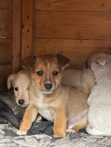 Отдам даром собаку: Собака даром: Дворняжка, 2 месяца, Самец — 8