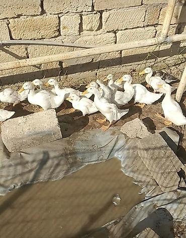 Утки: Ağ Pekin ördəkləri – təsərrüfat üçün çox məhsuldar, sürətli böyümə — 1