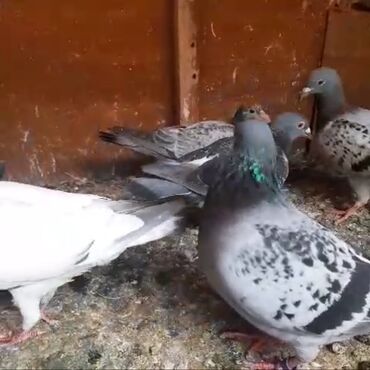 Göyərçinlər: Göyərçinlər
cütü 35 AZN — 13