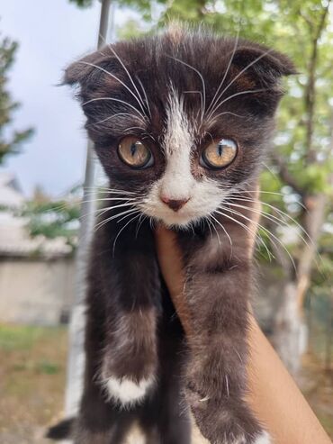 дома для кошек: Котята, помёт из трех малышей: - Черно-белый шоколадный котёнок с