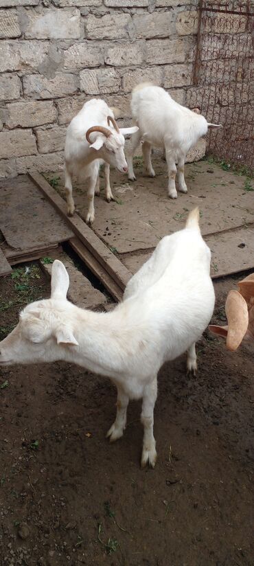 Keçi, çəpiş: Ağ rəngli yerli keçilər – bir qrup halda. - Qulaqları sallanan, qısa — 3