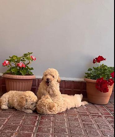 pomeranian spitz baku: Pudel, Pulsuz çatdırılma — 3