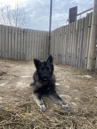 собака для ахоты: Продается щенок 7- месячный порода кавказская овчарка