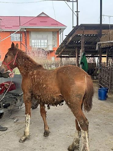 Лошади, кони: Продаю | Жеребец, Жеребенок — 18